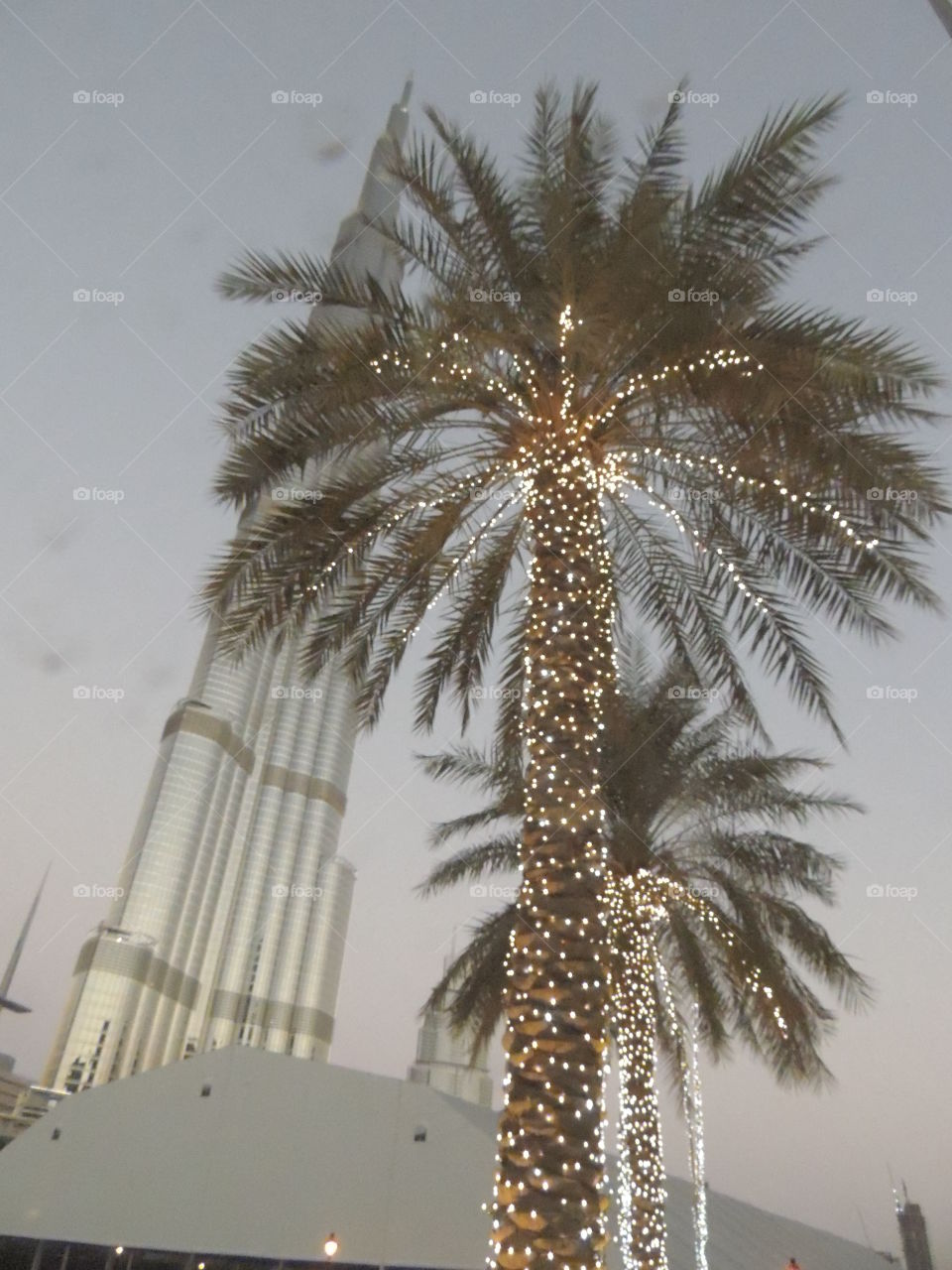 Palm tree in Dubai
