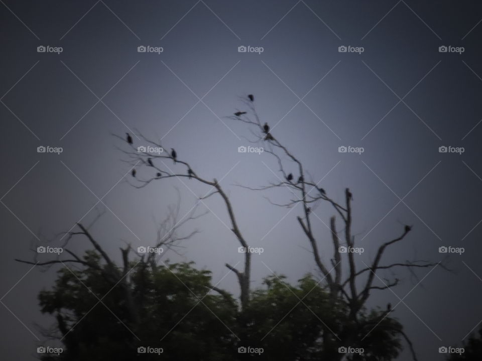 human watchers. This is another picture I took of some birds hanging out in a tree. 👣 🚶 🏃 🔥 💨