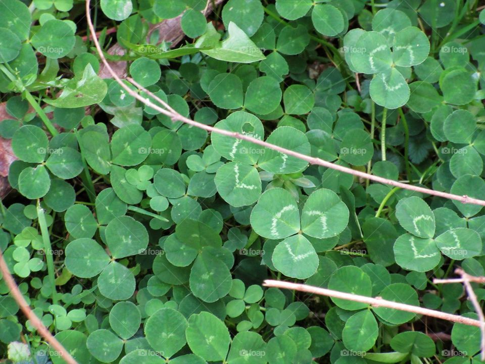 patch of clover