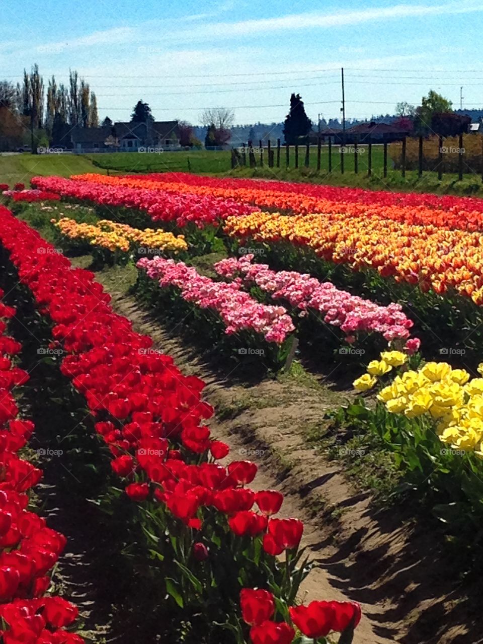 Tulip farm