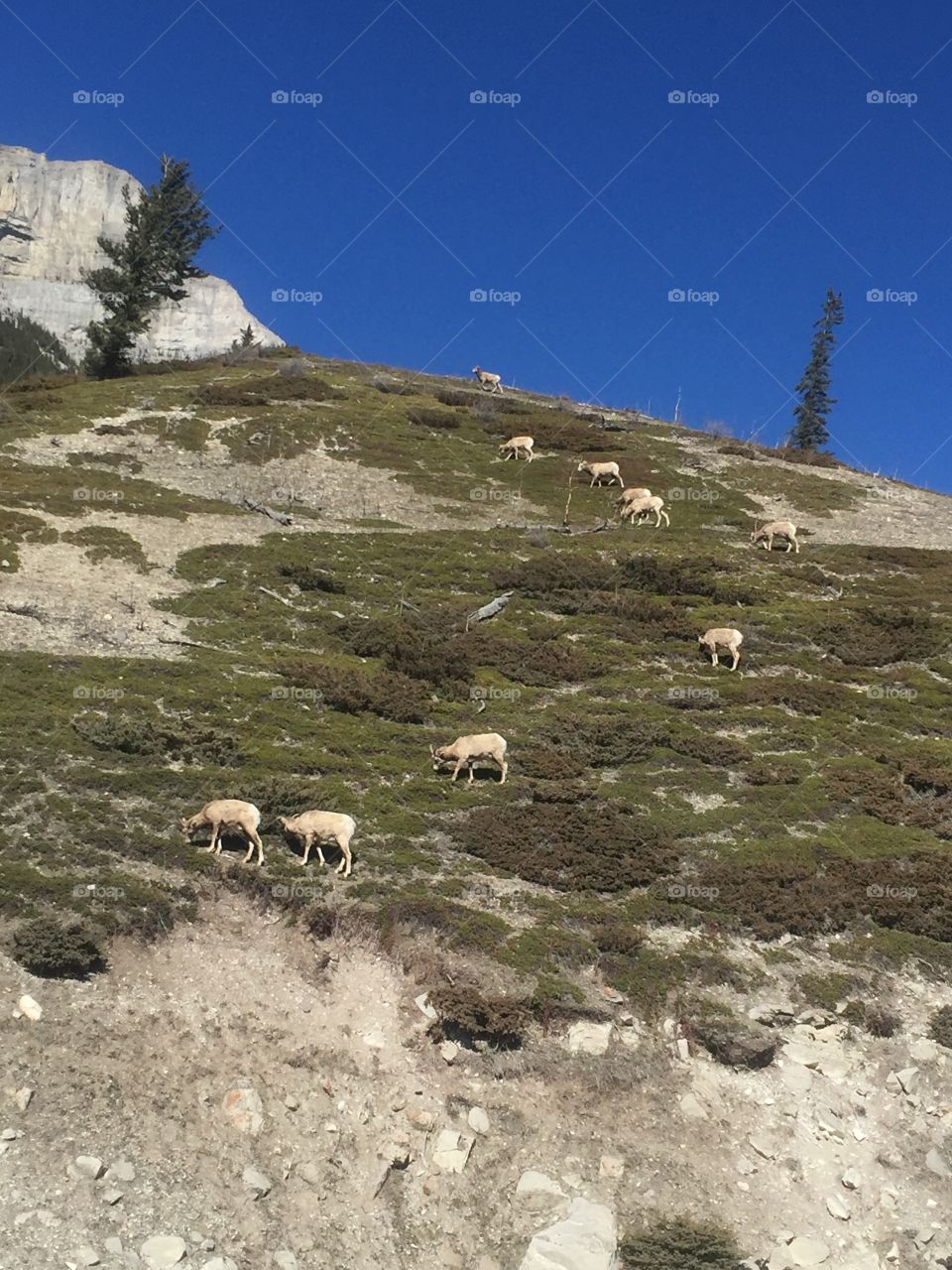 Mountain Sheep