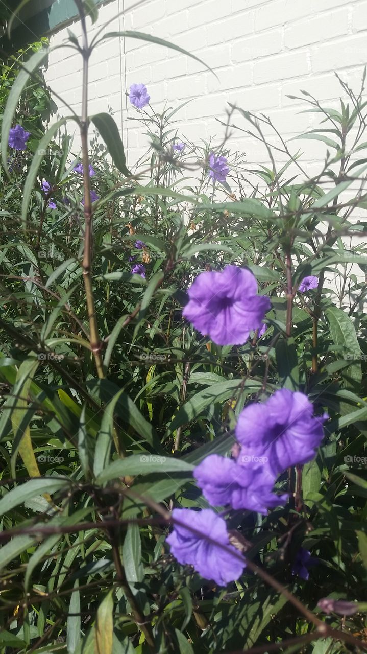 Purple flowers