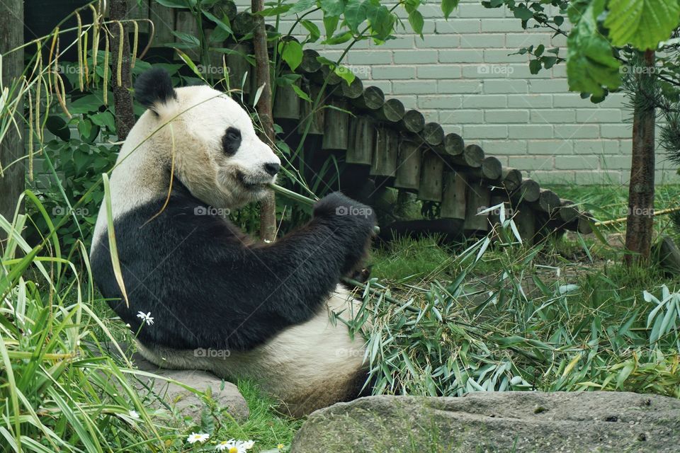 Panda 🐼 