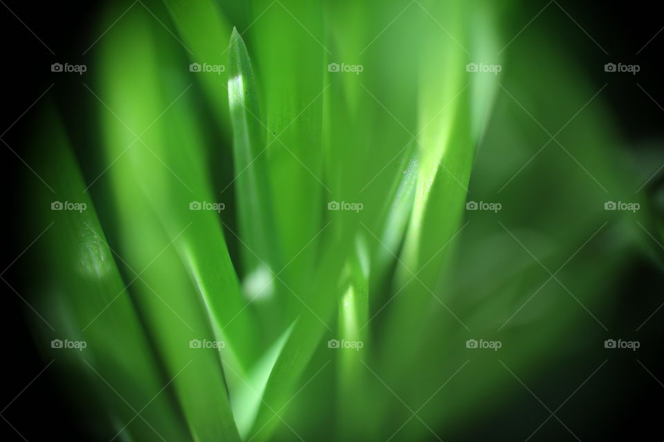 Grass closeup 