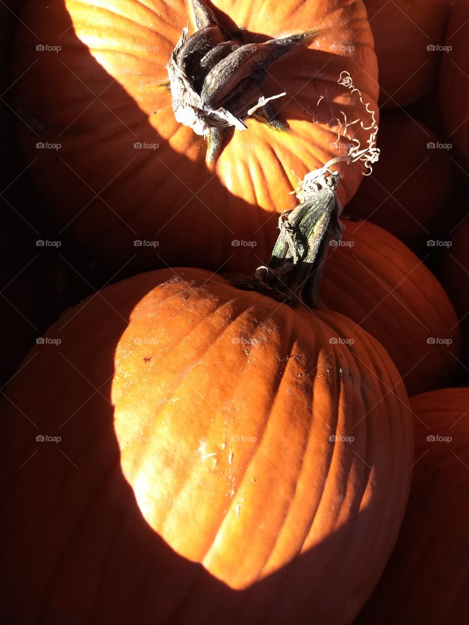 Fall pumpkin Halloween