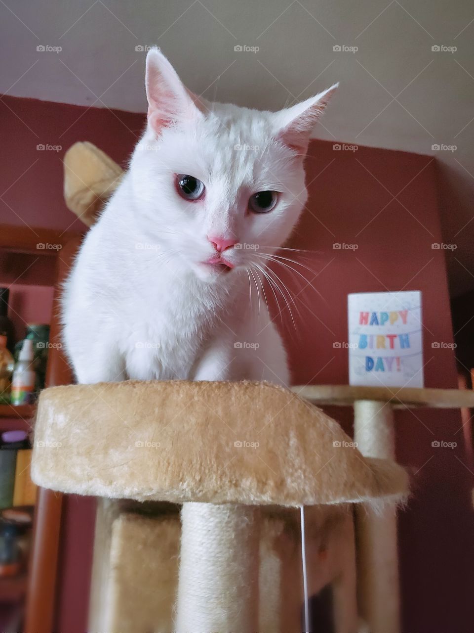 Birthday Cat!