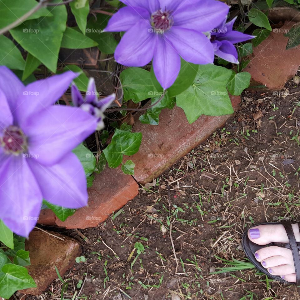 funny how your toenail polish can match your flower bed