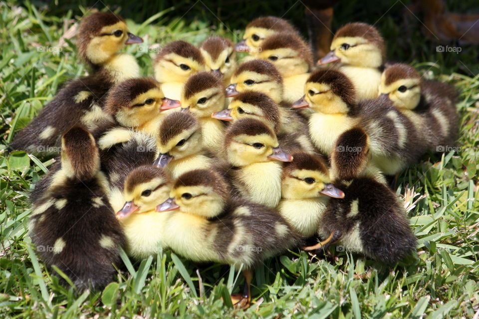 Many ducklings