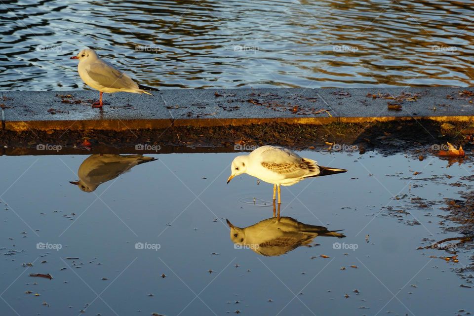 Bird standing in a puddle showing a reflection 