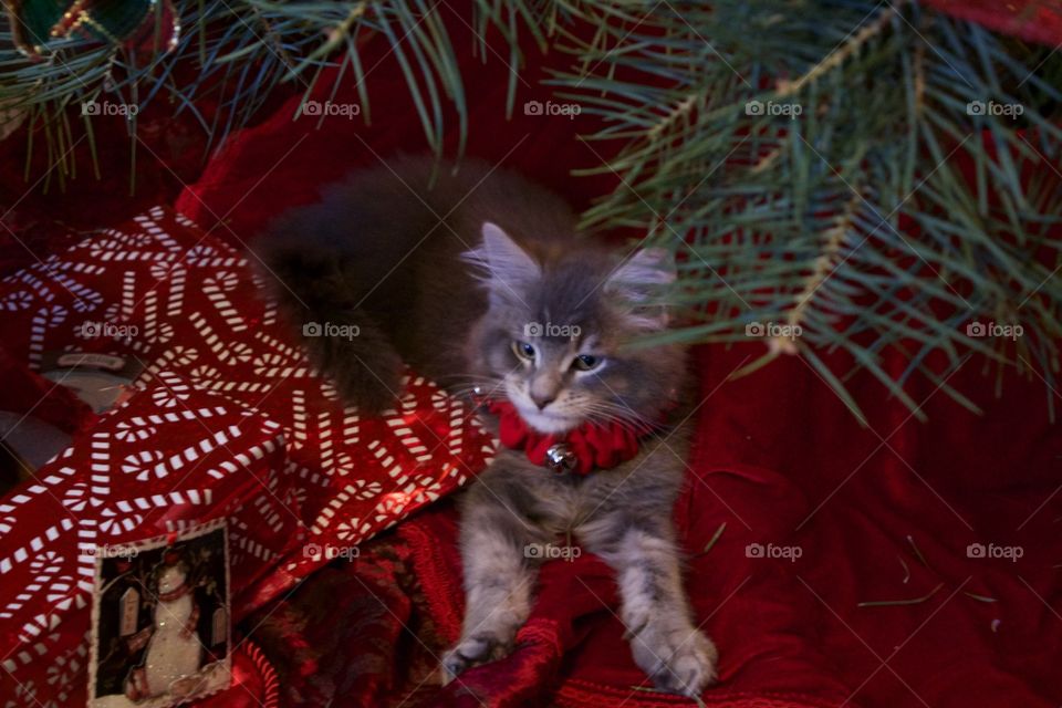 Christmas Red Kitten