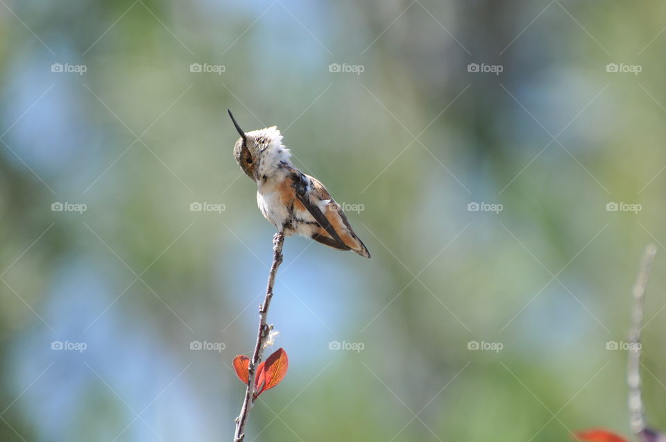 Hummingbird on the tree