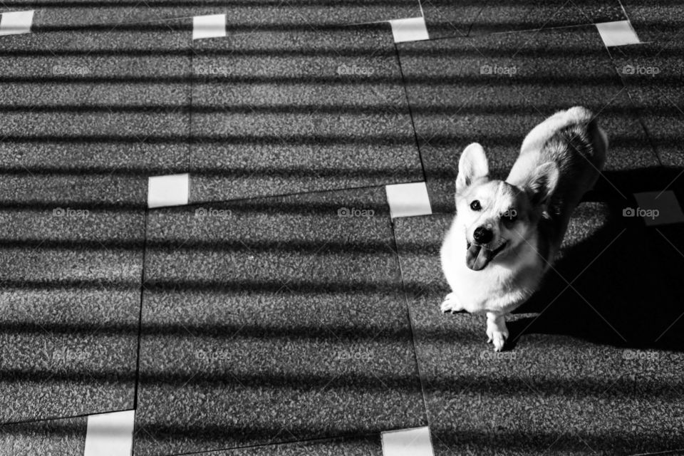 Corgi and her shadow 1