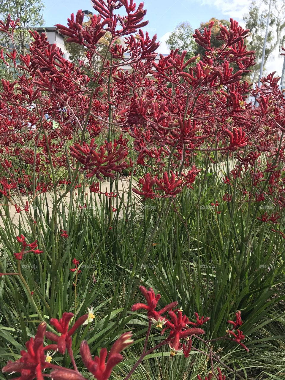 Kangaroo paws