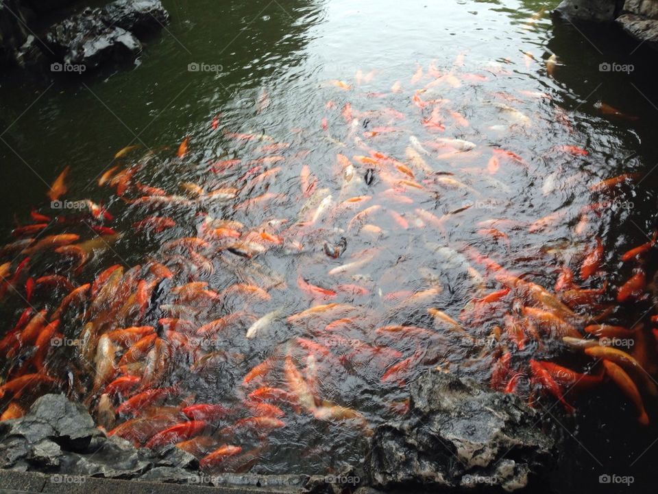 Koi Pond