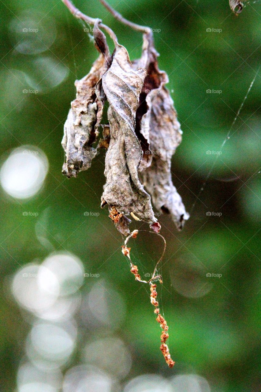 dried leaves.