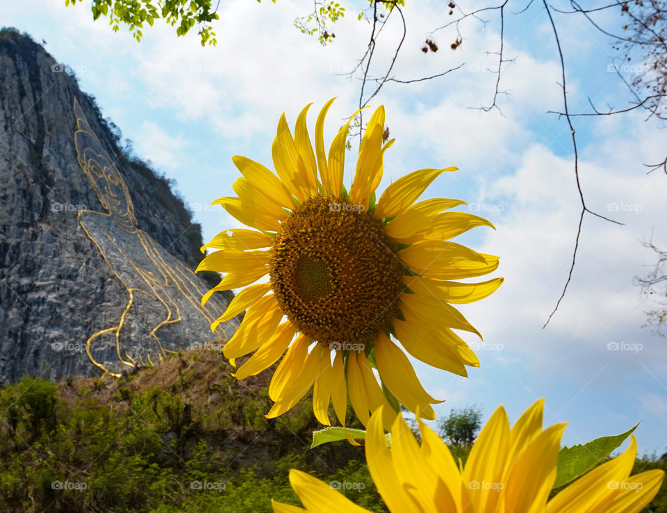 Sun flowers enhanced by sunshowers 🌞🇹🇭