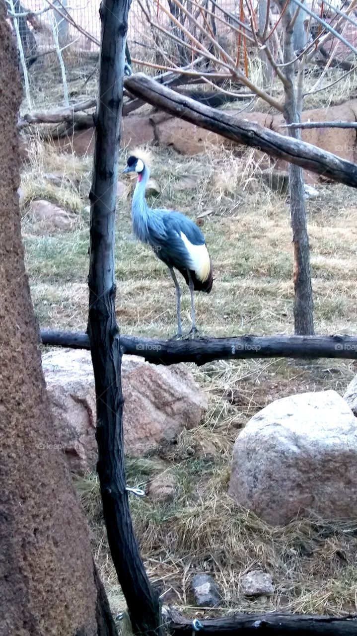 bird at zoo