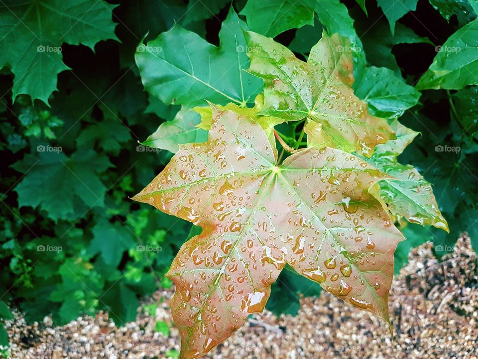 leaves in the rain