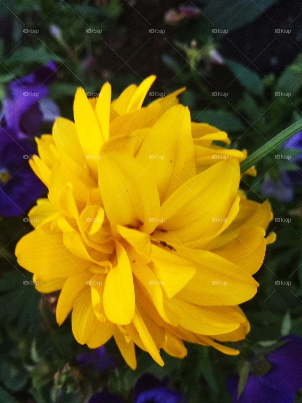 полевые цветы