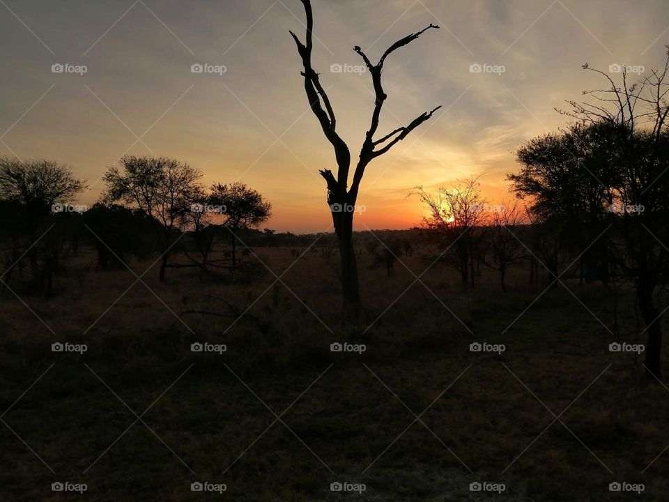 sunrise on the Serengeti Reserve