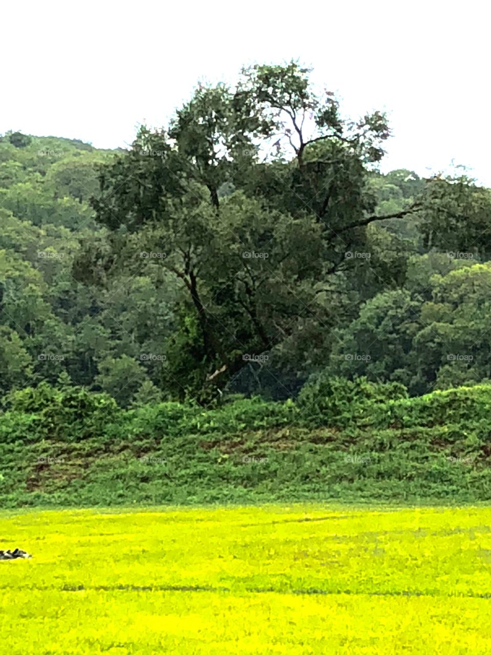 Tree with weird green grass