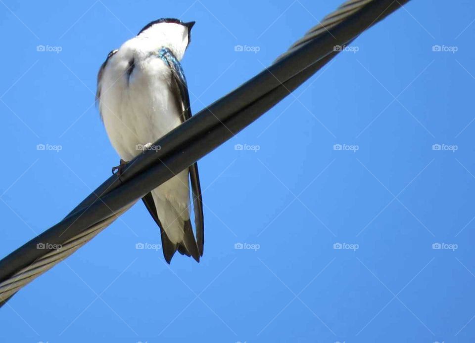 Swallow on Wire