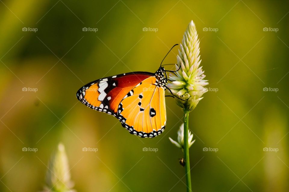 Beautiful and colourful butterfly