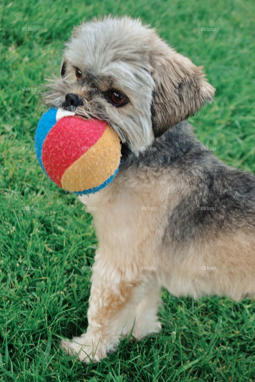 Dog carrying ball in mouth