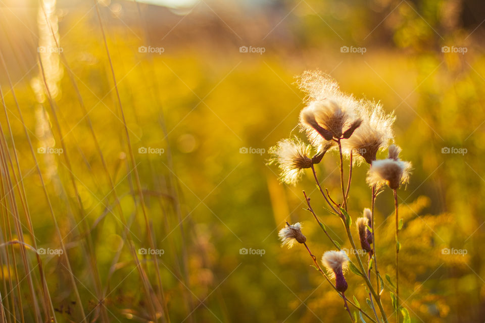 Wild flowers on sunset