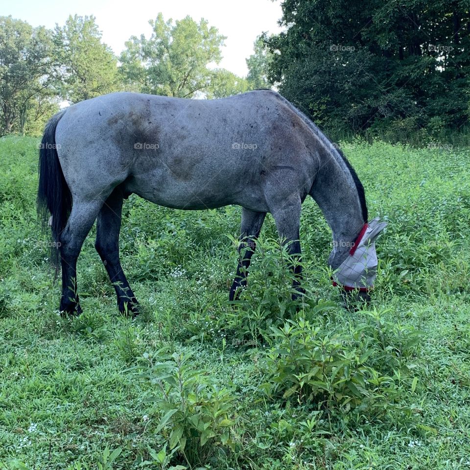 Farm, Mammal, Cavalry, Grass, Mare