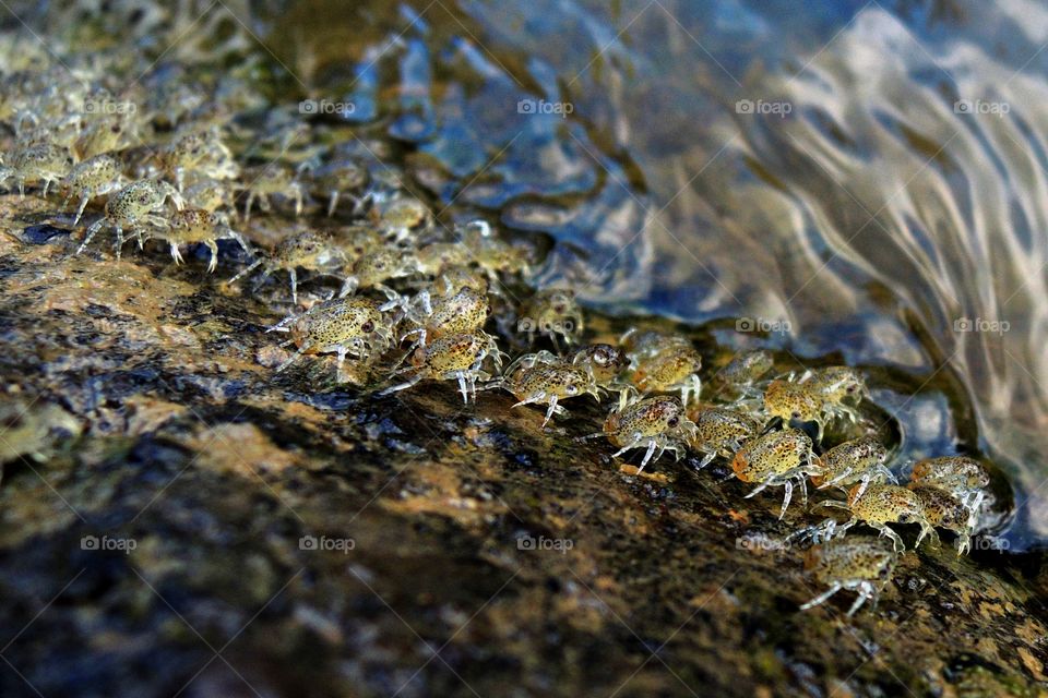 holly crabs