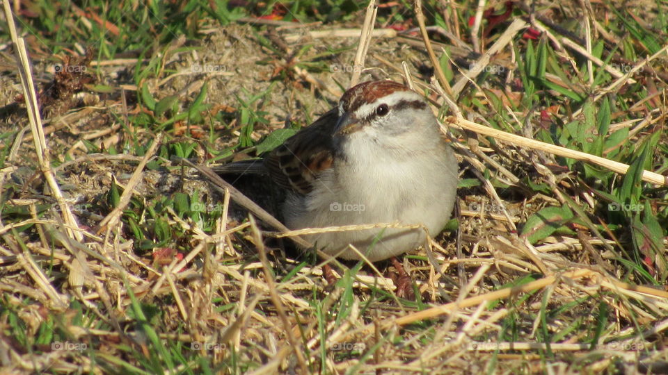 Chipping Sparrow