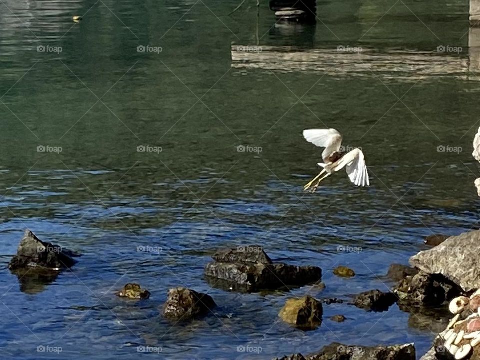 A white bird taking off in flight by the seaside.