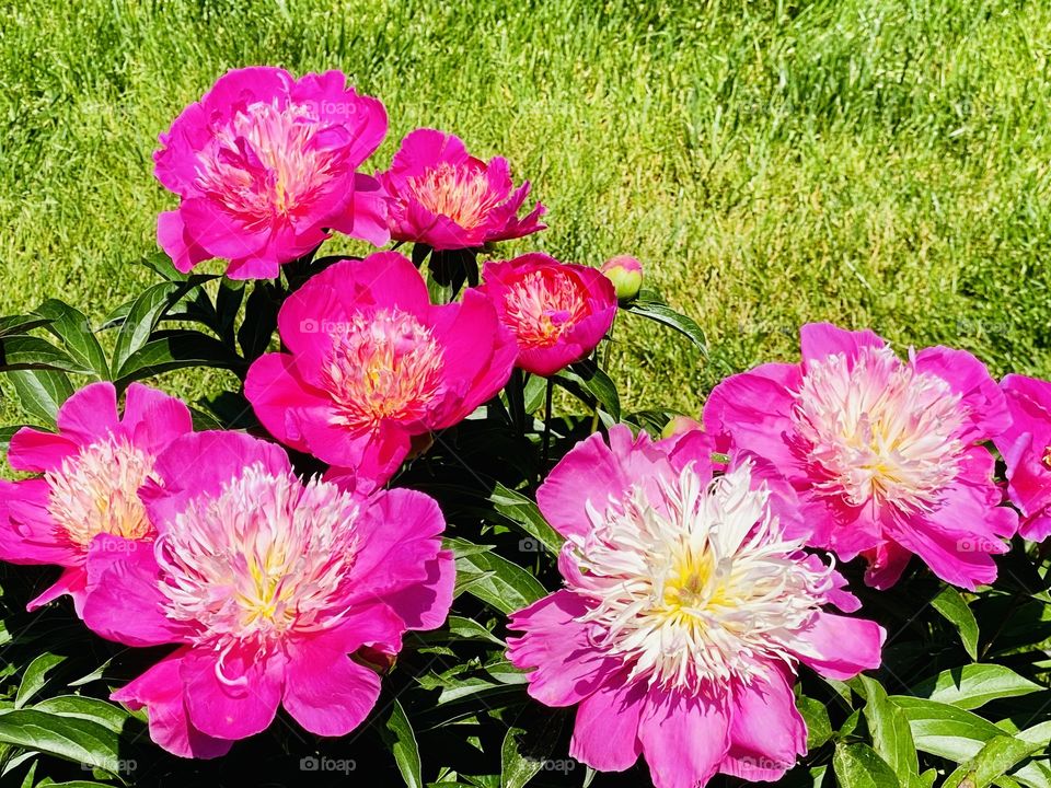 Peonies! Bold, colorful, and fragrant, these blooms are popular around the world. There are more than 6500 varieties of peonies, with new ones being introduced all the time.