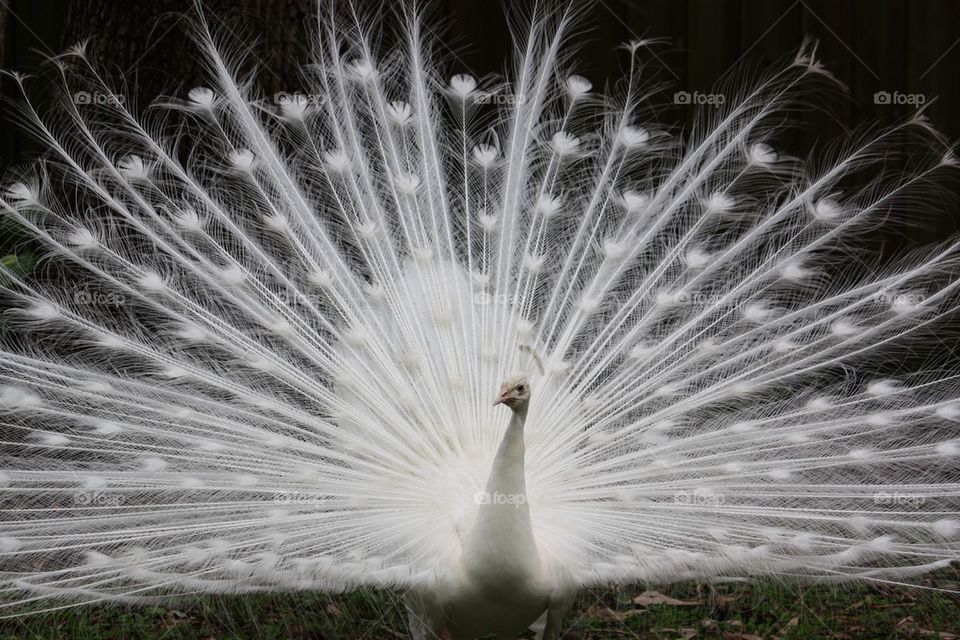 Close-up of white peacock