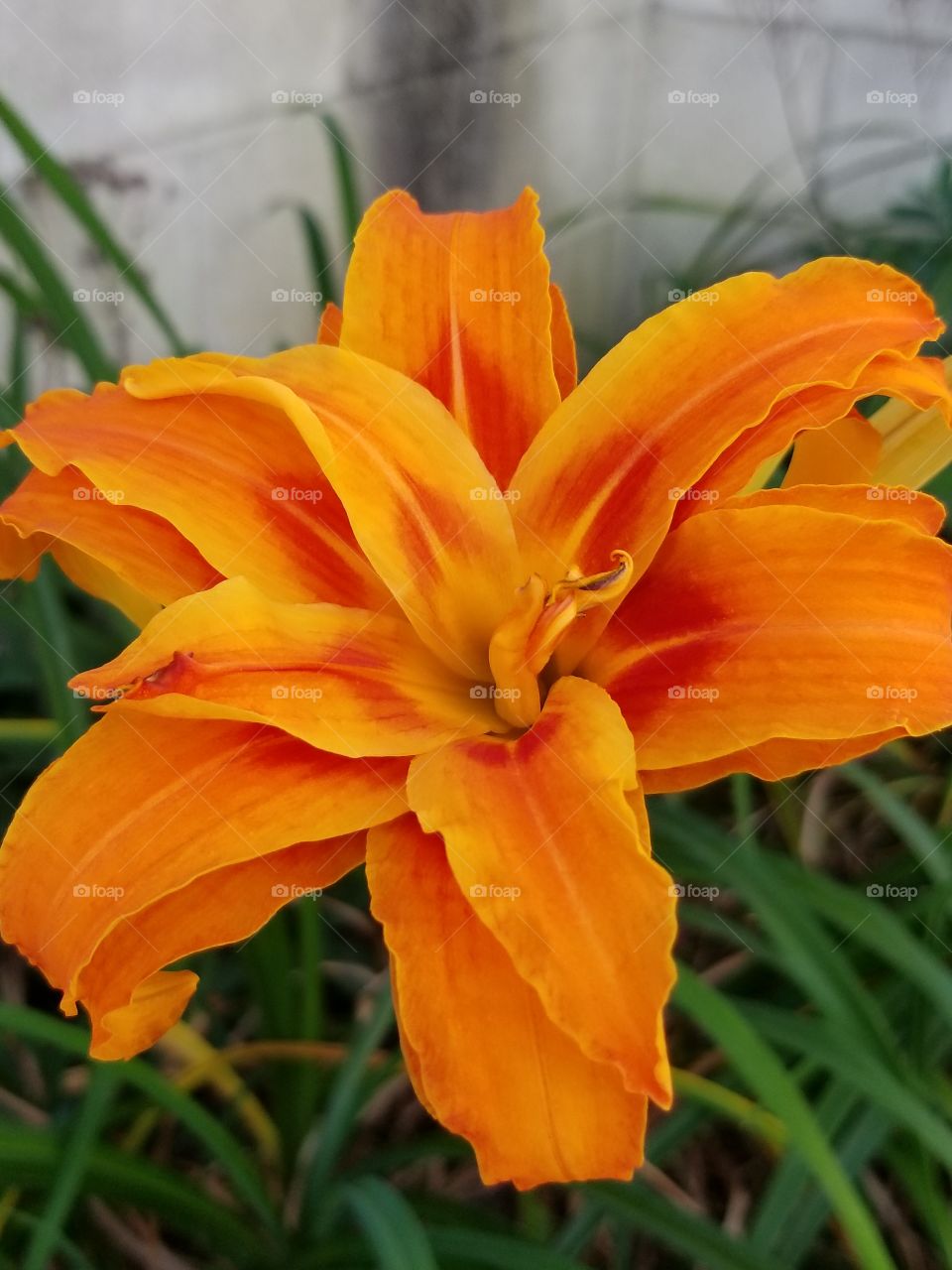 Tiger Lilly flower