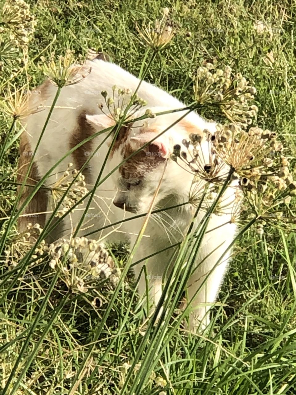 Sweetie magheetie outdoors