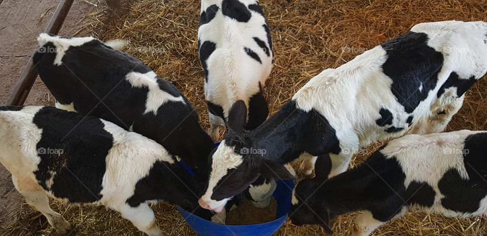 cow farm feeding