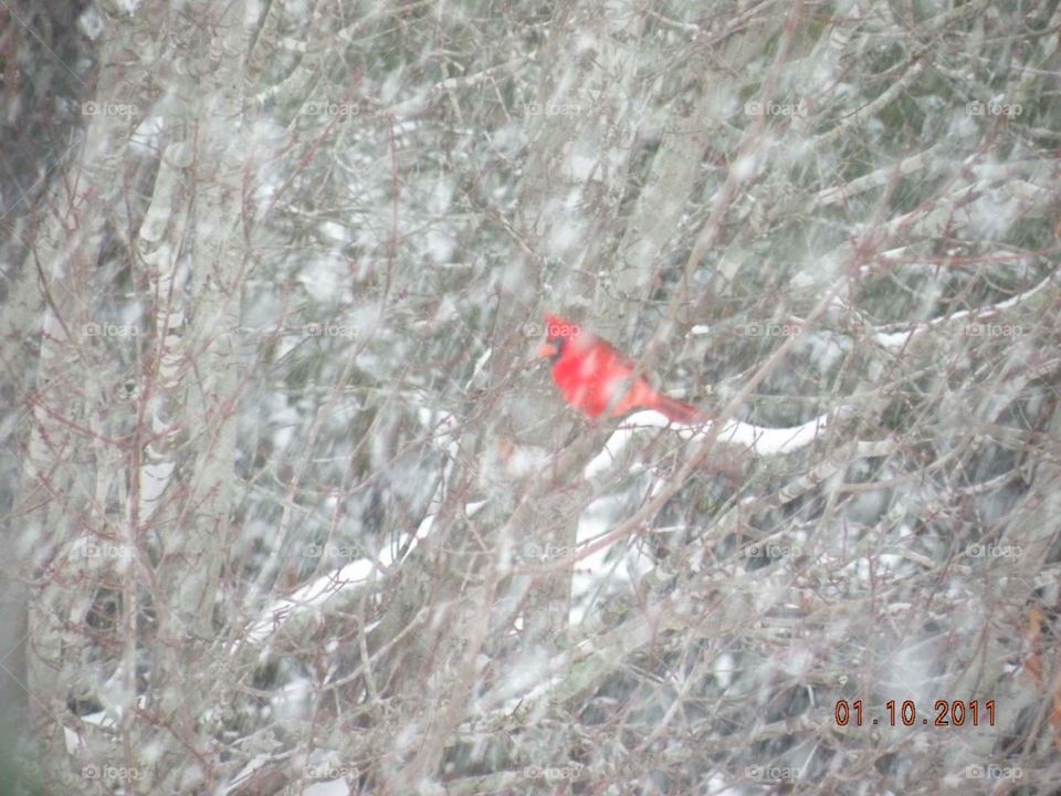 Cardinal in Snow.