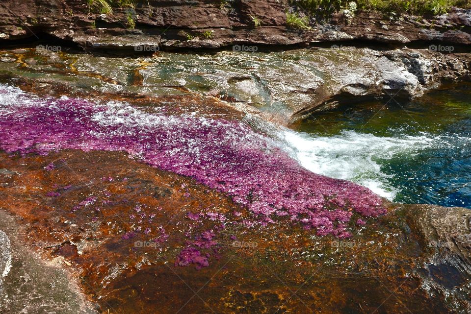 Waterfall and algae