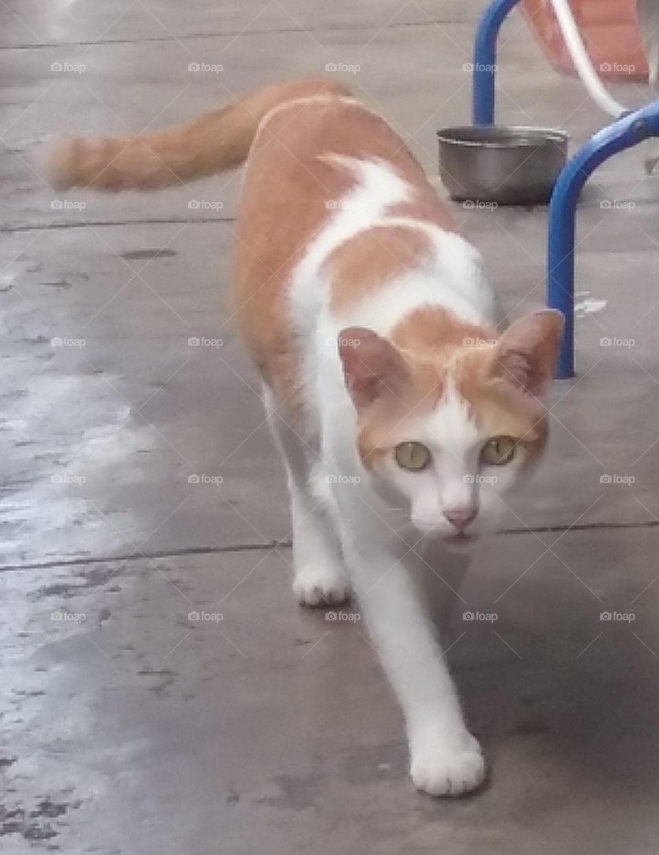 The elegrant cat is coming.