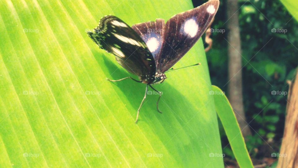 Butterfly perches on banana leaf