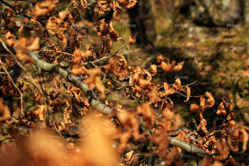 Dry brown leaves