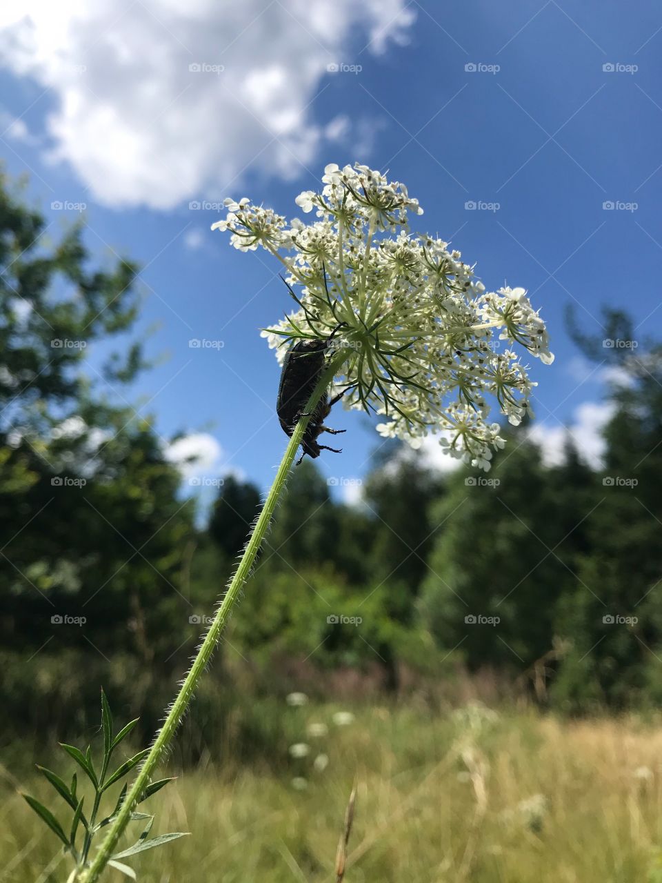 Swiss Forest Trübelbachweiher Bug
