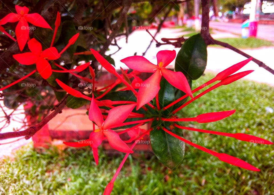 red, flower and place