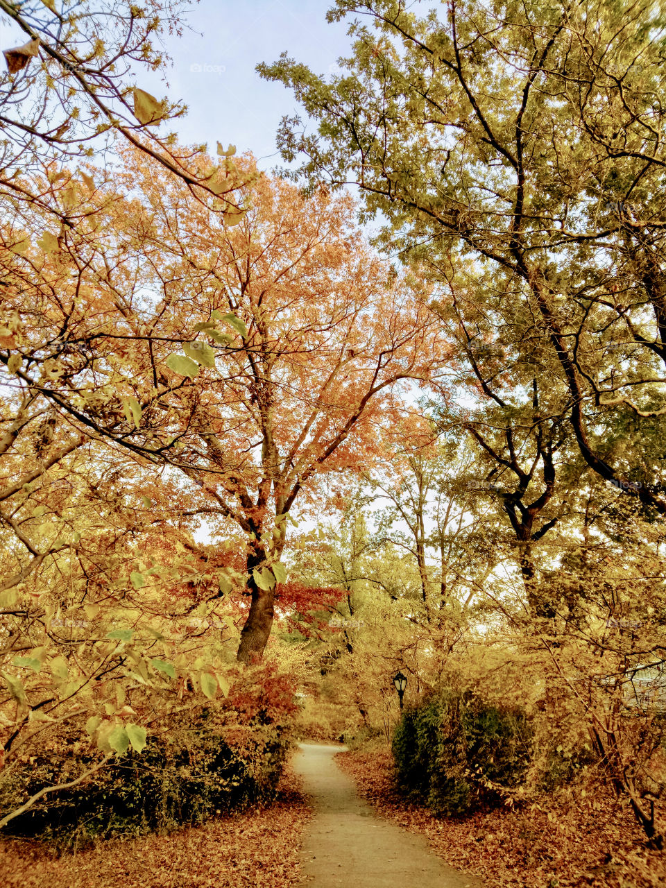 Beautiful autumn nature scene in the park with different colors. Romantic, pathway, afternoon. 