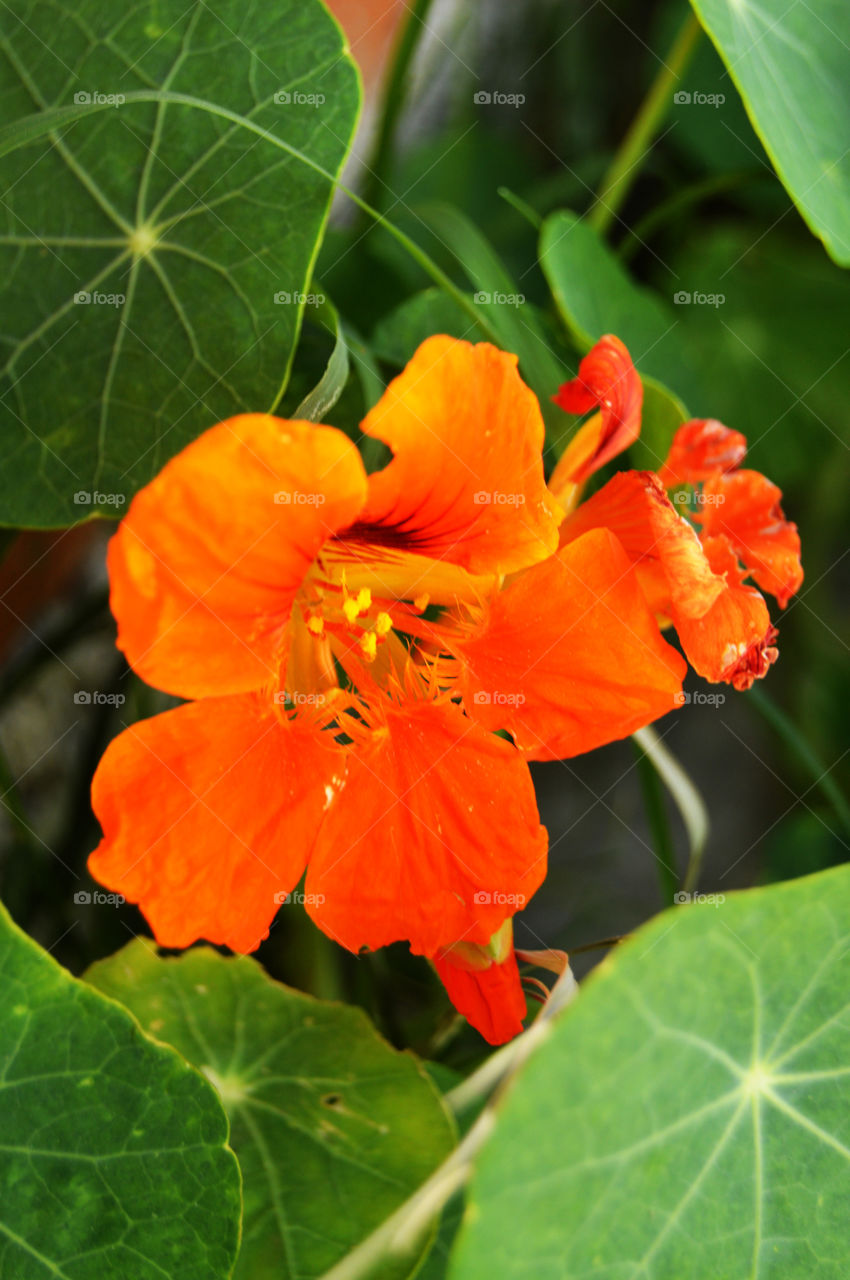 Orange Flower. Beautiful Orange Flower