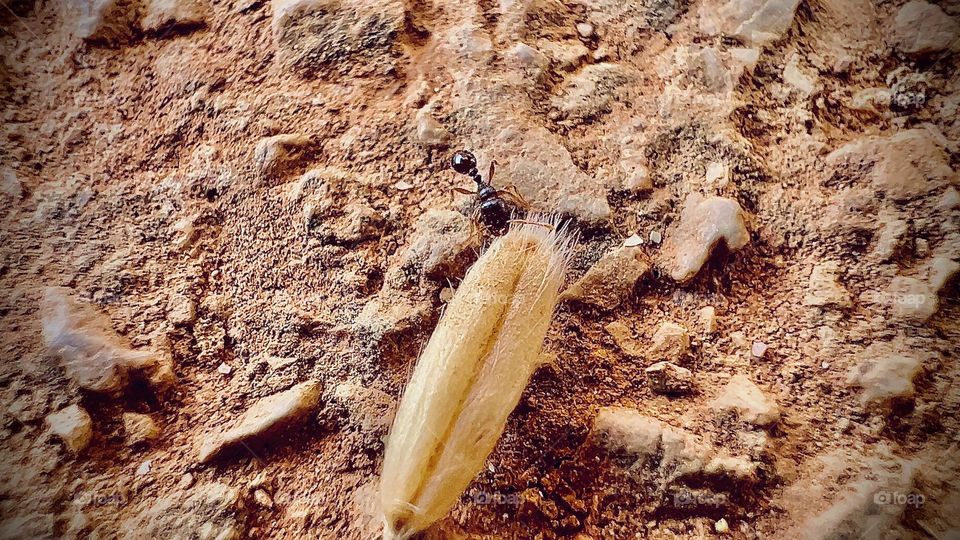 An ant fights for a living