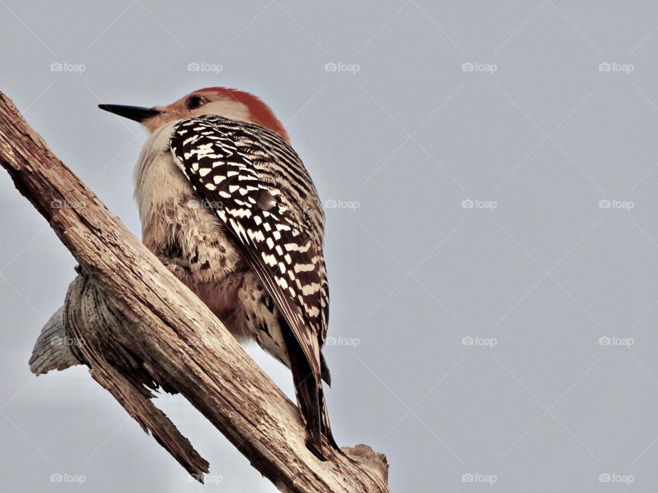 Summertime - Woodpecker perched on a limb observing the surroundings - They are more easily identified by the bright red cap on the head and the distinctive black and white barring on their back and wings
