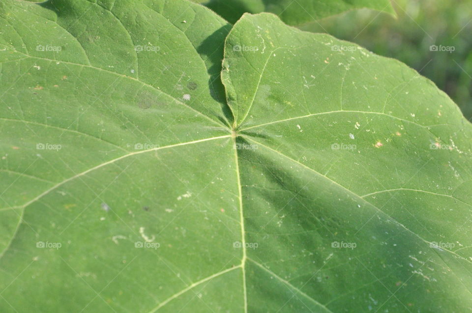 leaf